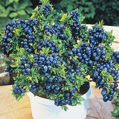 Potted plant with blue berries and green leaves on a blurred natural background
