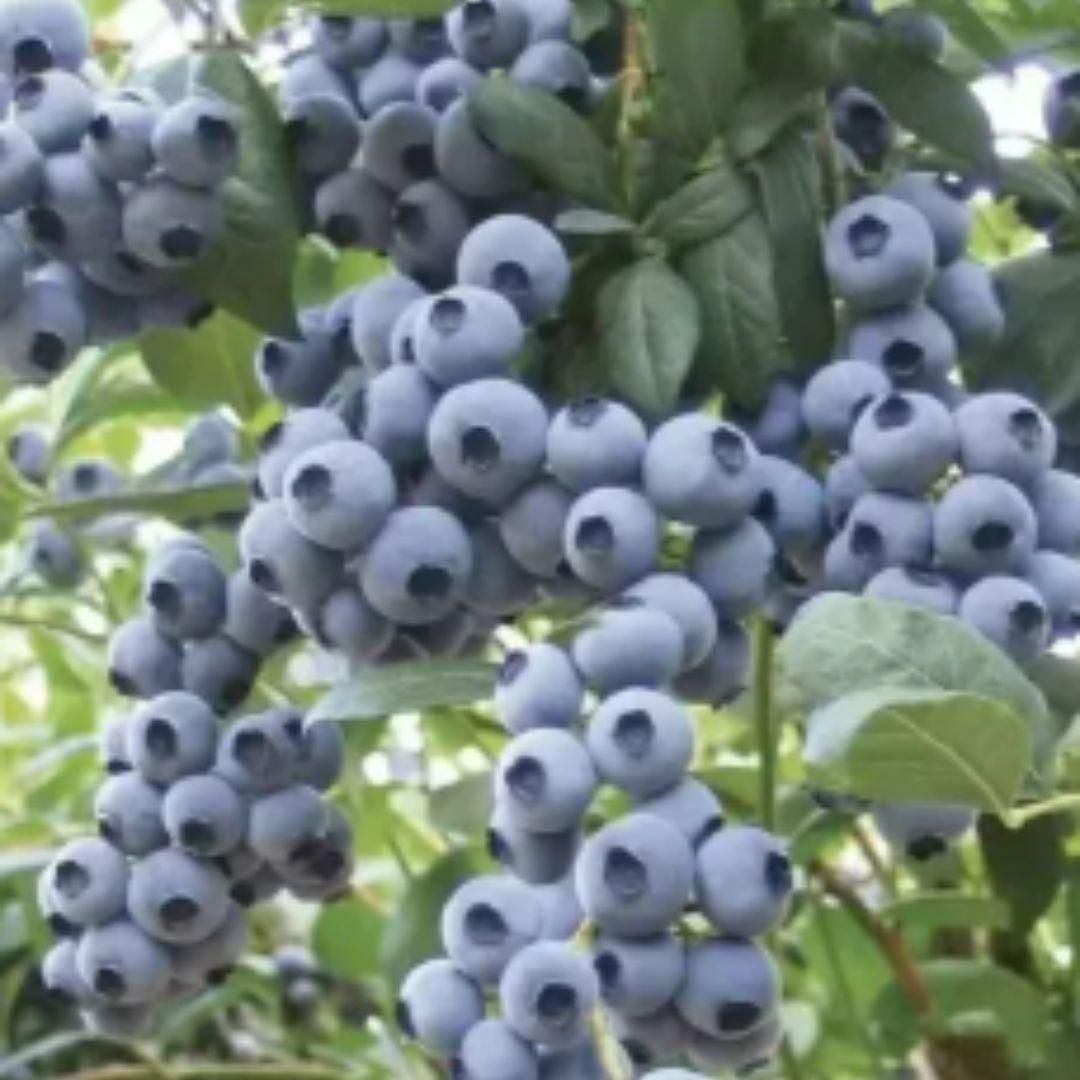 Close-up of blueberries on a branch with green leaves