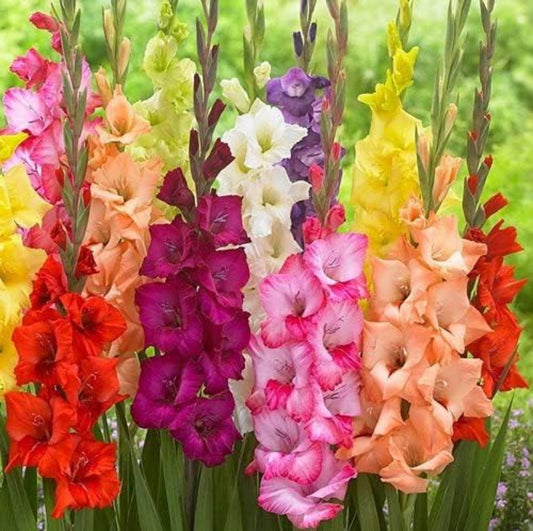 Colorful gladiolus flowers in a garden setting
