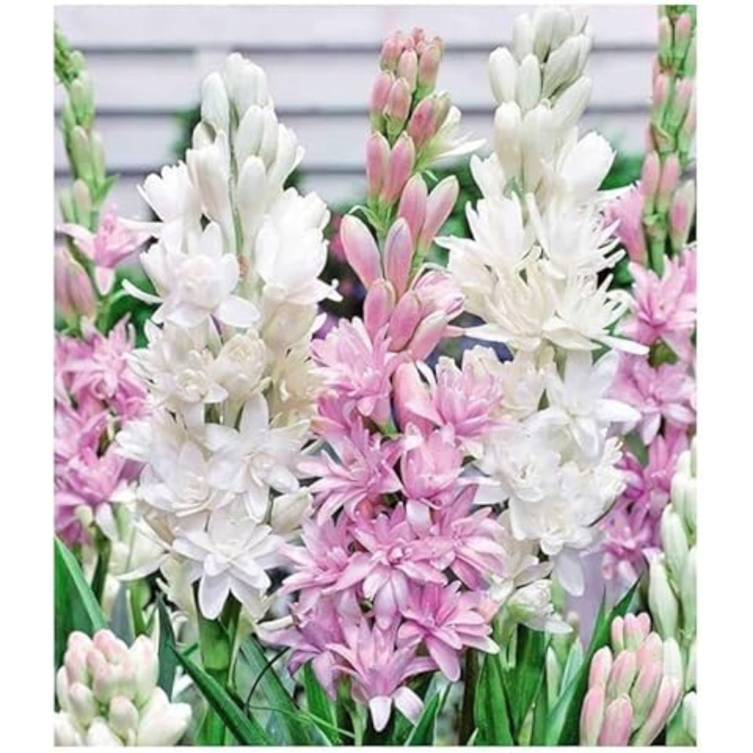 Bouquet of pink and white flowers with green leaves.