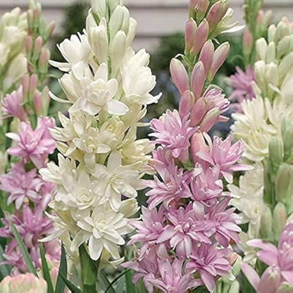 Close-up of pink and white flowers with green leaves