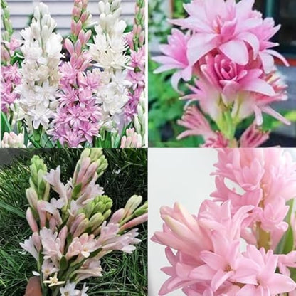 Collage of pink and white flowers with a close-up on a white background.