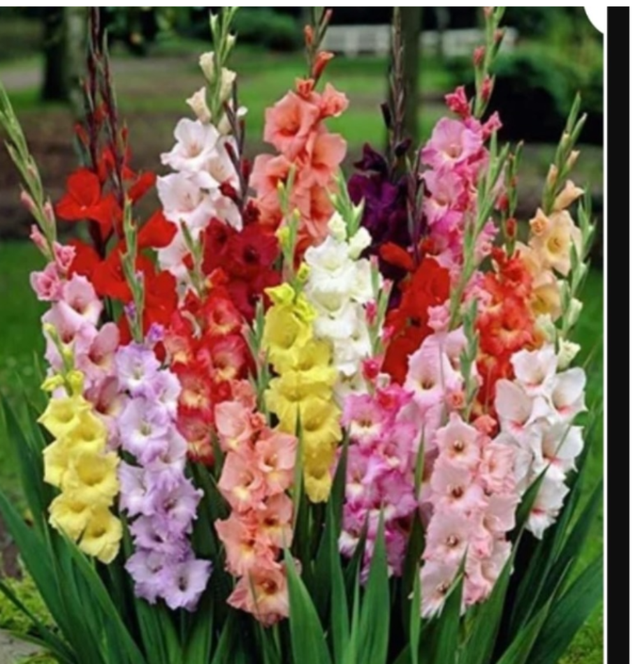 Multicolored gladiolus flowers in a garden setting