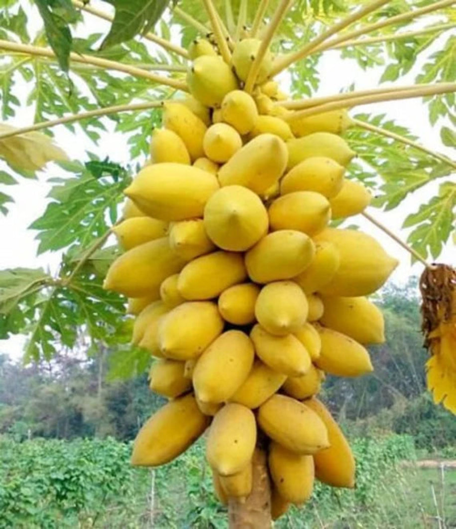 Bunch of yellow papayas hanging from a tree with green leaves in the background.