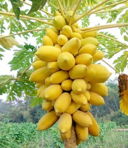 Bunch of yellow papayas hanging from a tree with green leaves in the background.