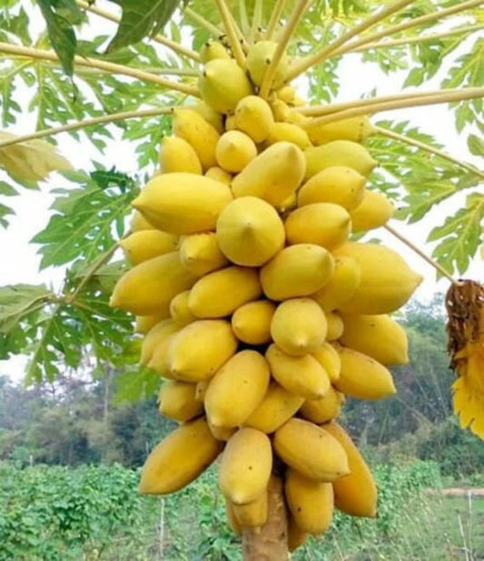 Bunch of yellow papayas hanging from a tree with green leaves in the background.