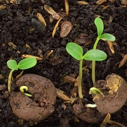 Small green seedlings emerging from soil with small pots and dried leaves.