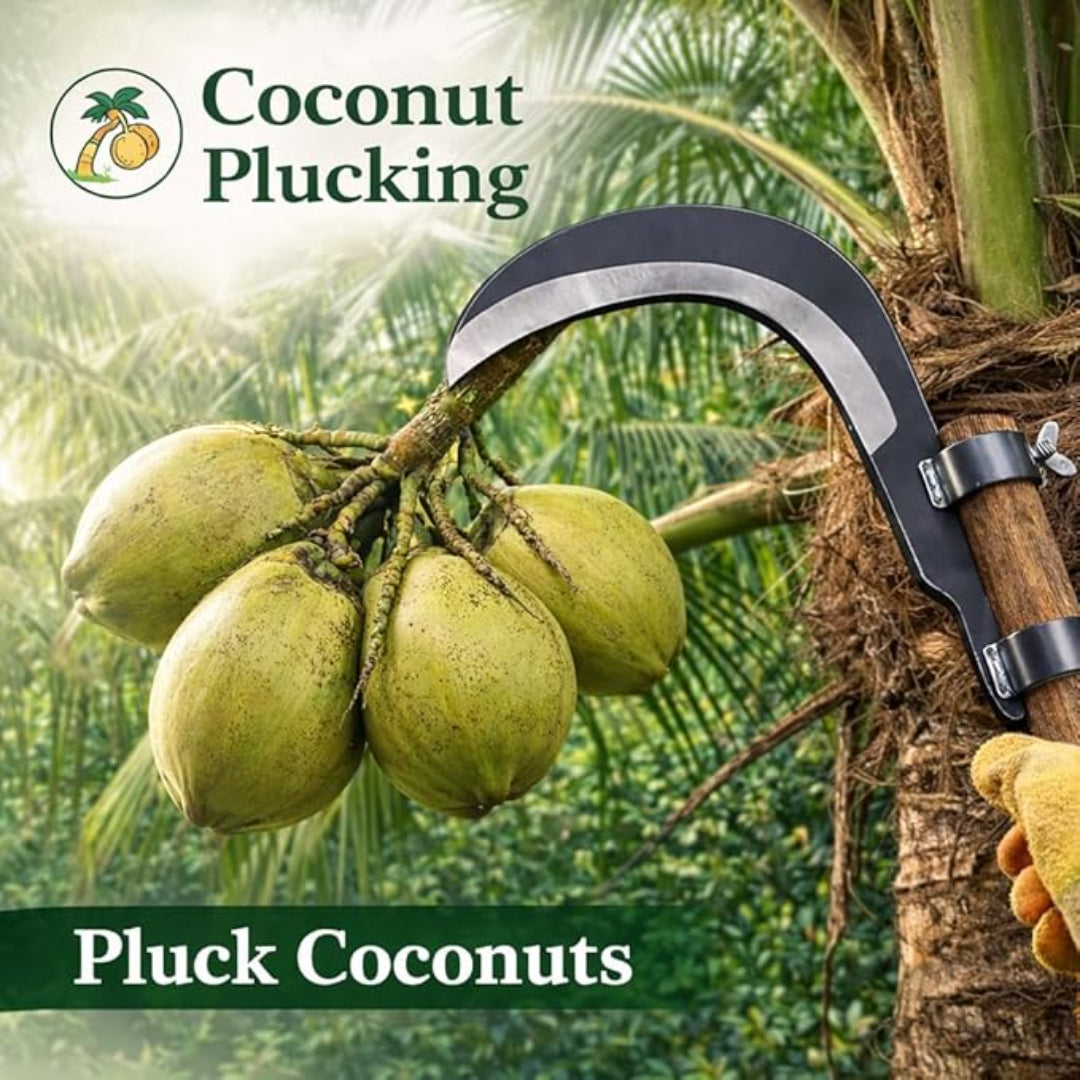 Coconut plucking tool with coconuts on a palm tree