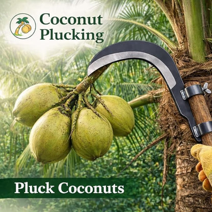 Coconut plucking tool with coconuts on a palm tree