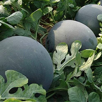 Green watermelons growing on a vine with leaves