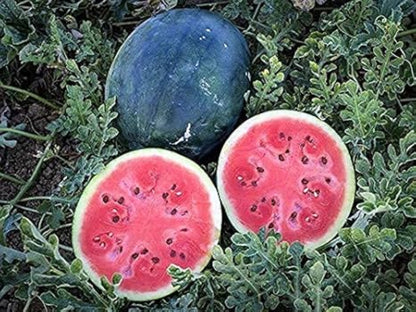 Watermelon and a sliced watermelon on green leaves