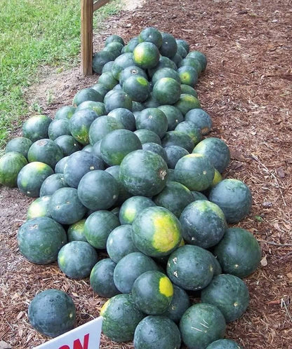 Stack of green watermelons on a mulched bed with grass in the background