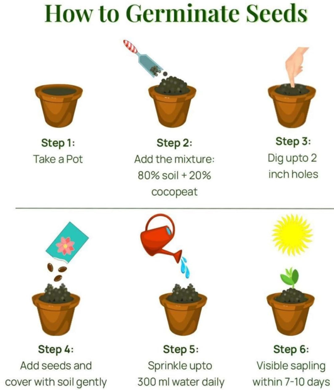 Step-by-step guide on how to germinate seeds with illustrations and text.