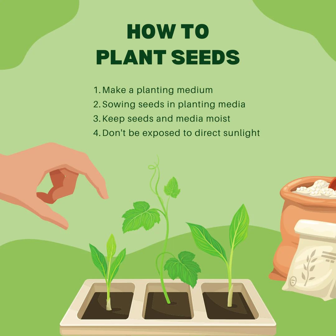 Step-by-step guide on how to plant seeds with illustrations and text on a green background.