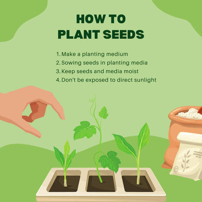 Step-by-step guide on how to plant seeds with illustrations and text on a green background.