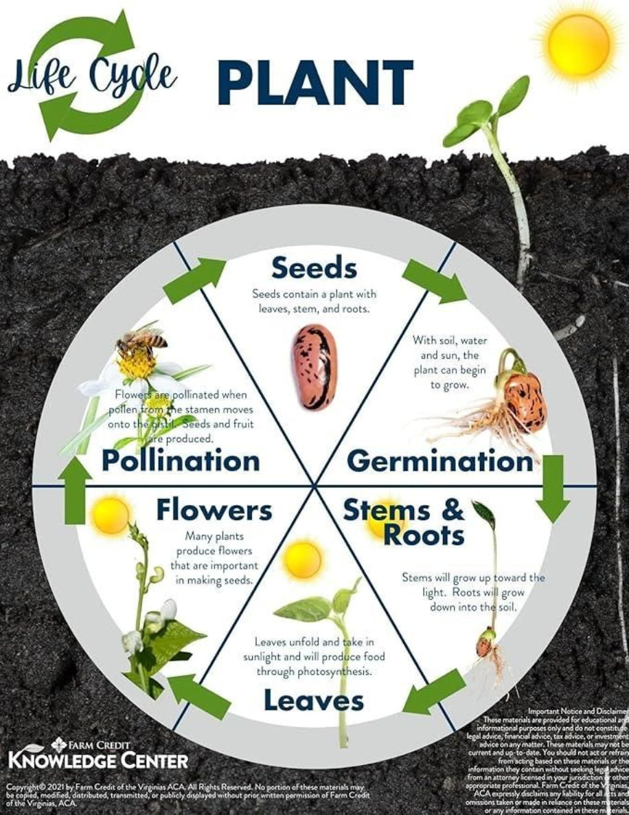 Diagram of a plant lifecycle with labeled stages on a dark soil background.