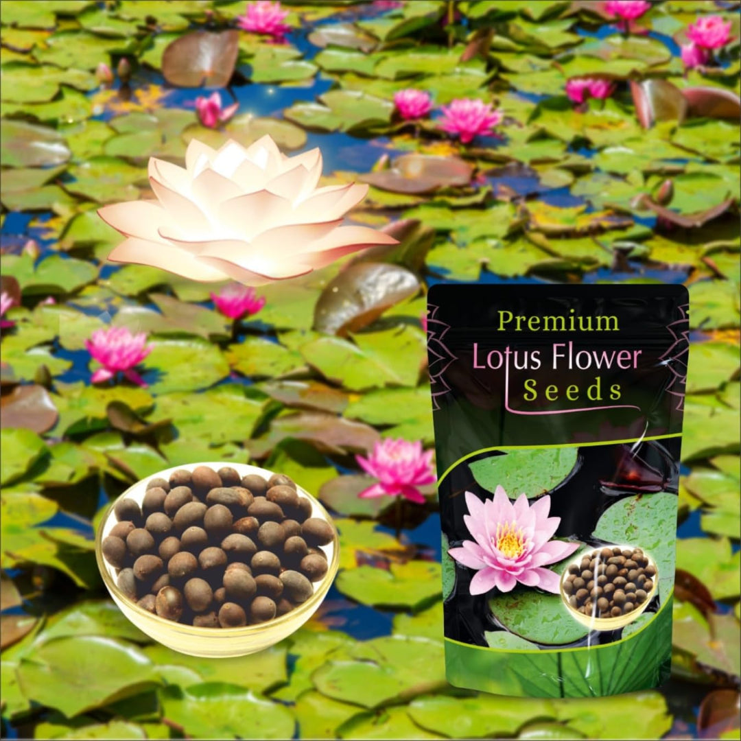 Lotus flower seeds with a bowl of seeds and a floating lotus flower on water lily leaves.