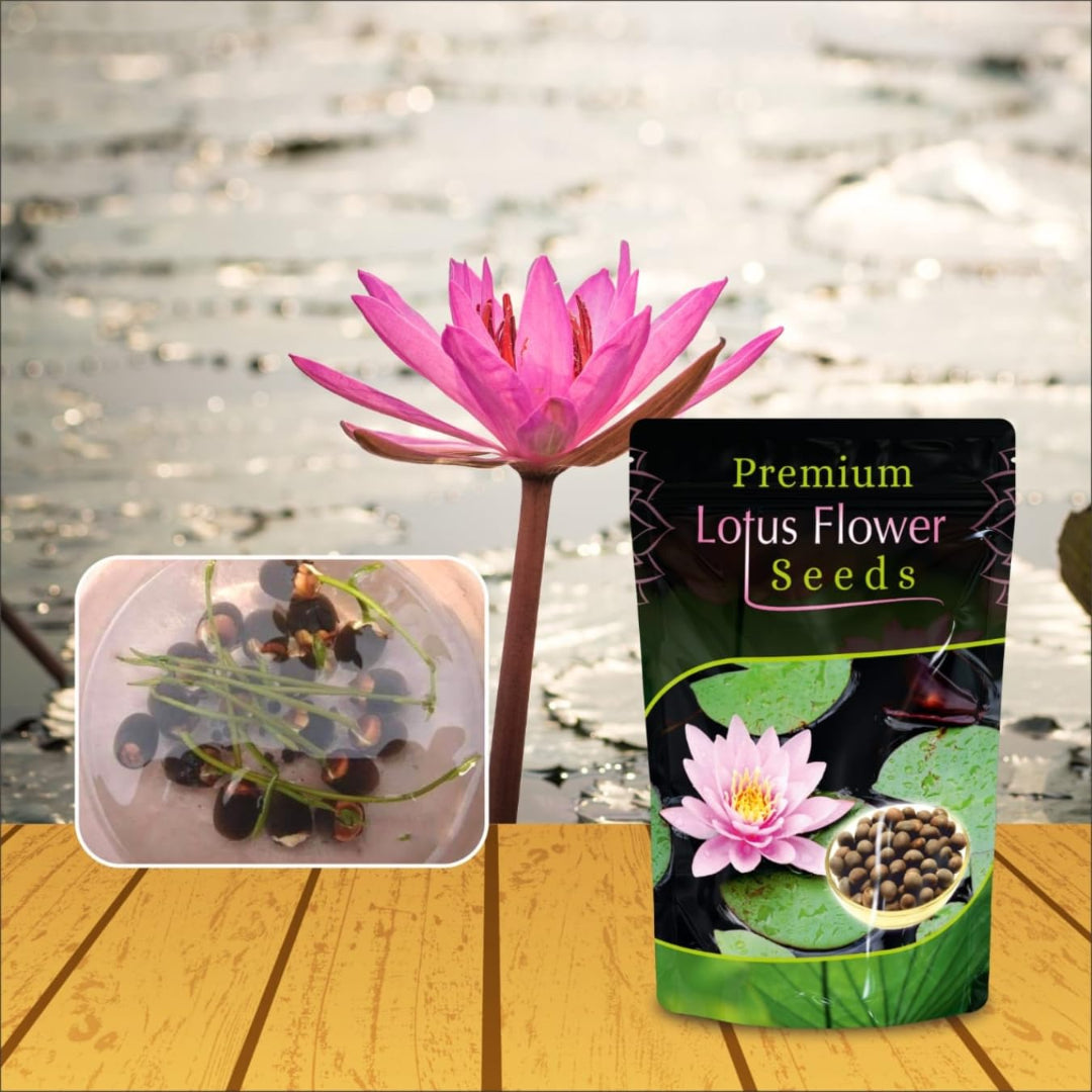 Pink lotus flower with a package of premium lotus flower seeds on a wooden surface.