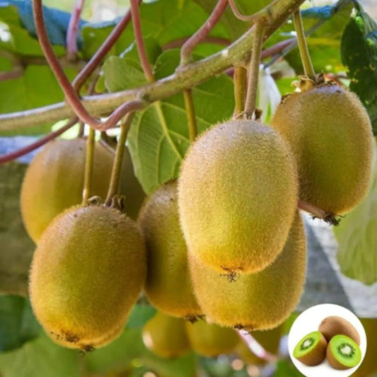 Ripe kiwis hanging on a branch with a close-up inset showing cross-sections of kiwis.