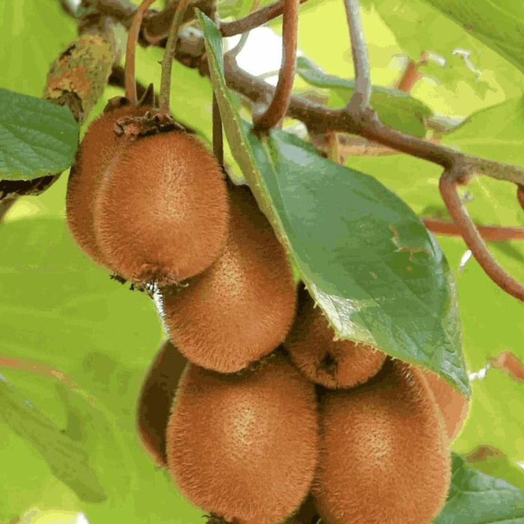 Close-up of kiwis on a branch with green leaves
