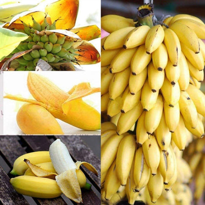 Collage of banana images including a bunch, a plantain, and peeled bananas.