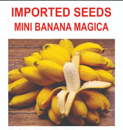 Bananas with a peeled one on a wooden surface, labeled 'Imported Seeds Mini Banana Magica'.