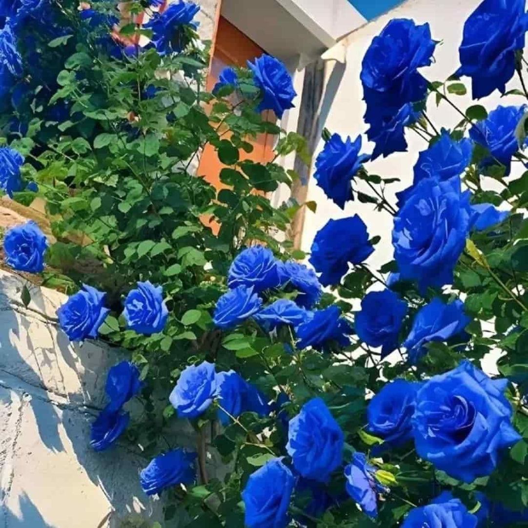 A vibrant image showcasing a bush of blue climbing roses in full bloom against a white wall.