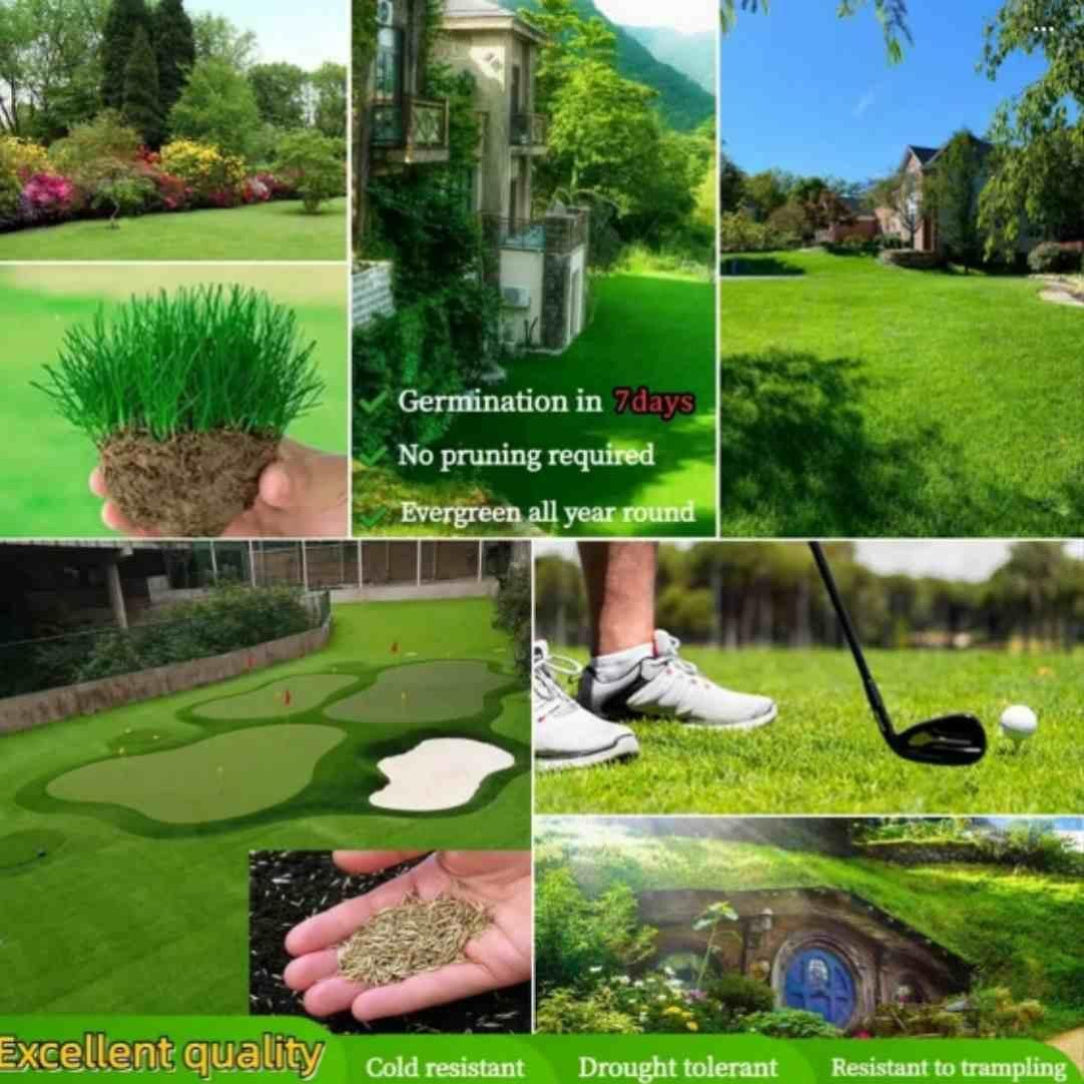 A collage of images showcasing hybrid grass seeds and their potential growth outcomes, including germination, lush green lawn, and resistance to drought and trampling.