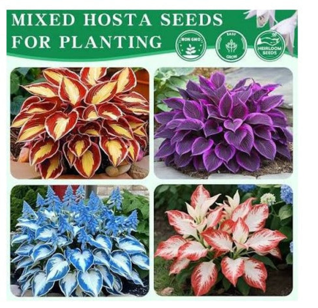 Promotional image of mixed hosta seeds for planting with colorful hosta plants.