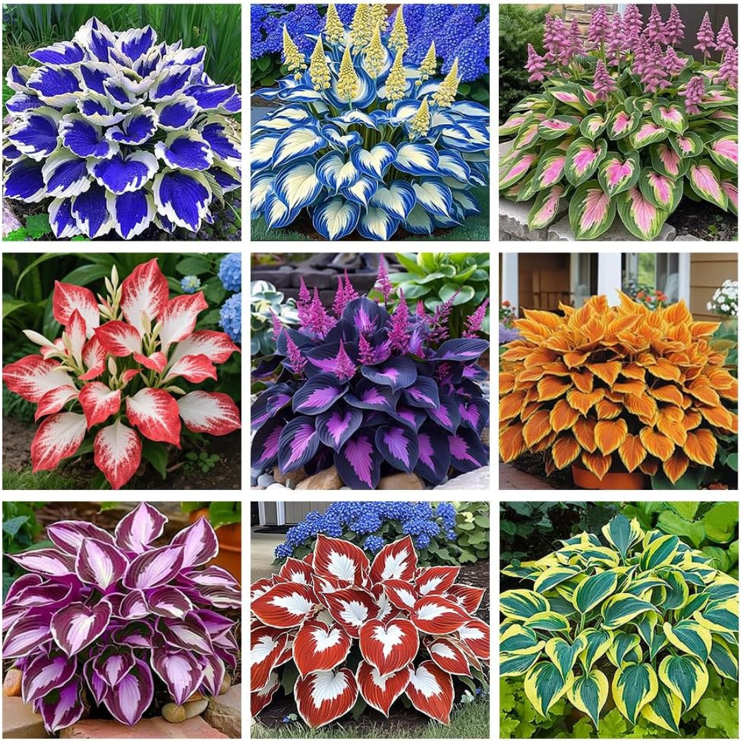 Collection of various hosta plants with different colored leaves arranged in a grid.