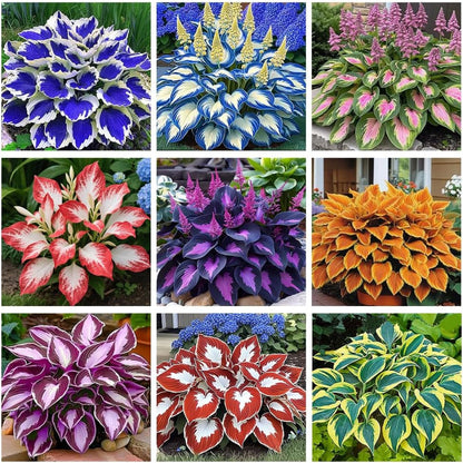 Collection of various hosta plants with different colored leaves arranged in a grid.
