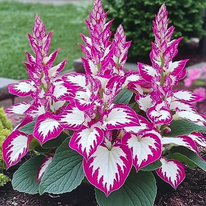 Pink and white flower plants with green leaves on a blurred background