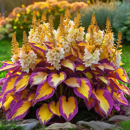 Colorful foliage with purple, yellow, and white leaves in a garden setting.