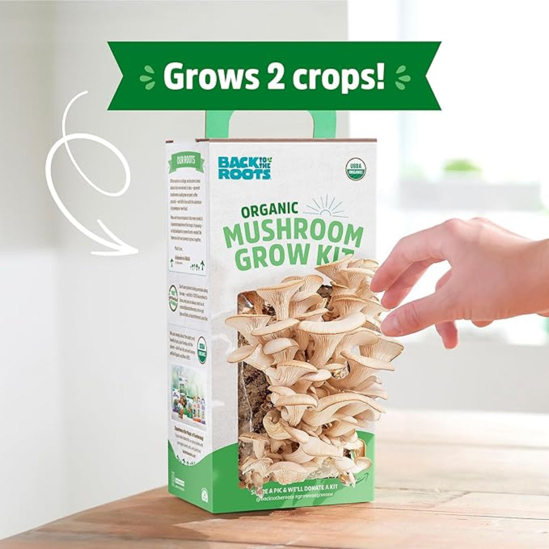Organic mushroom grow kit with visible mushrooms on a white background