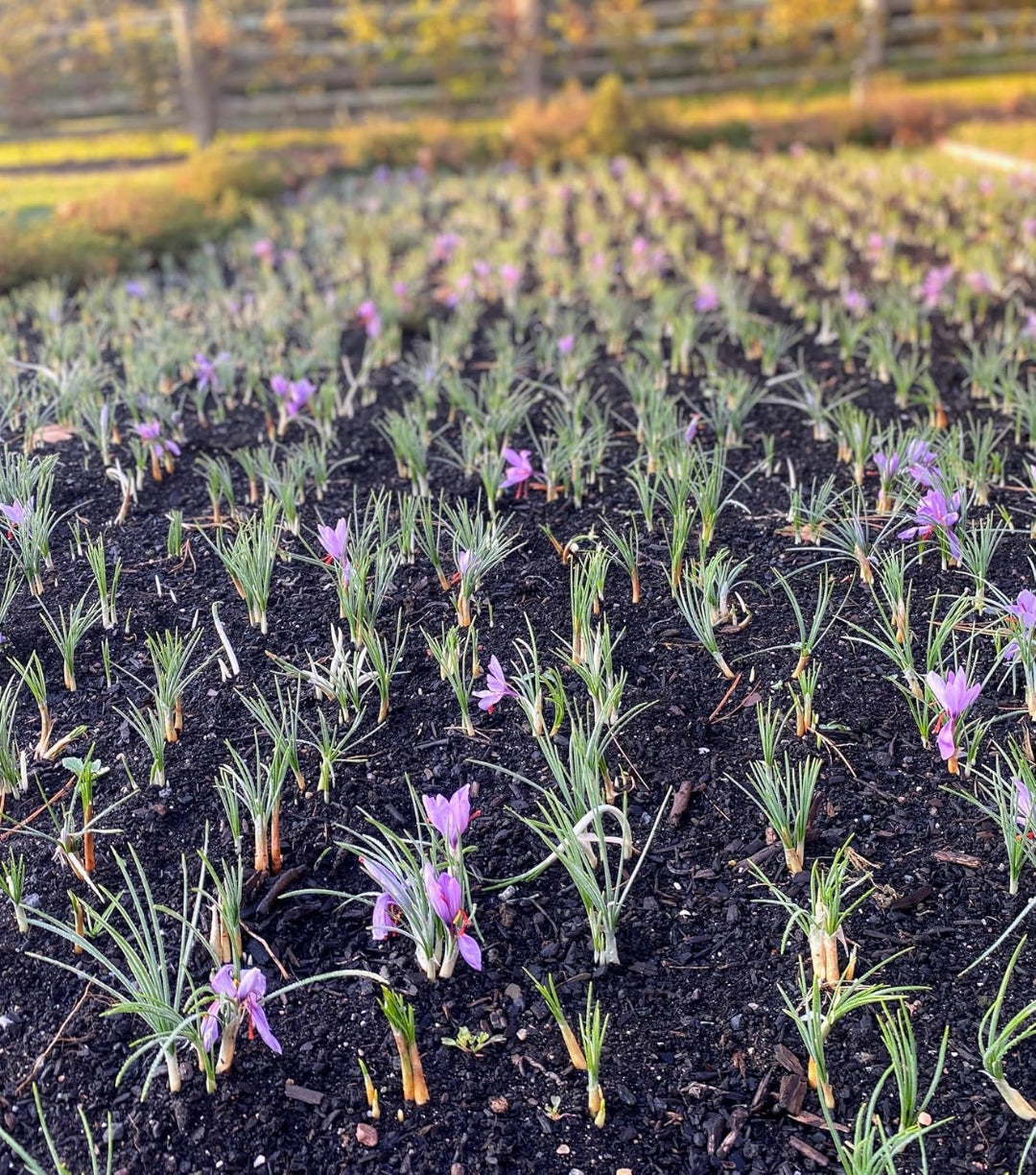 Field of young plants with purple flowers growing in dark soil.