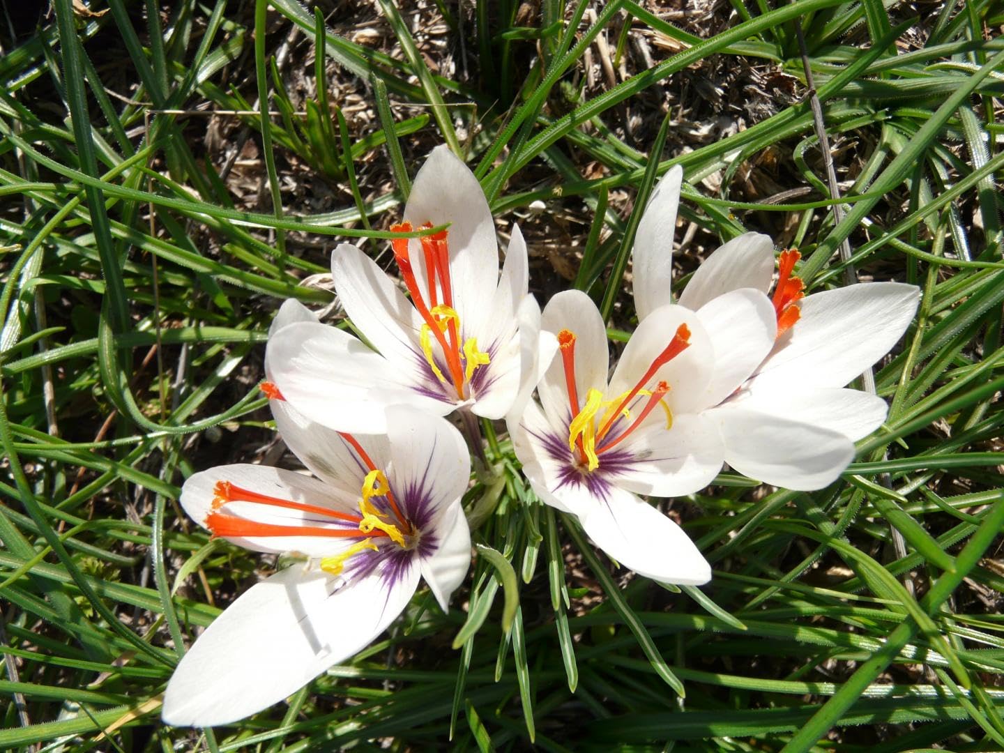 White flowers with orange and yellow centers on a green grass background