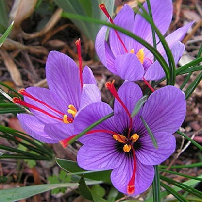 Close-up of purple flowers with red stamens and yellow centers.