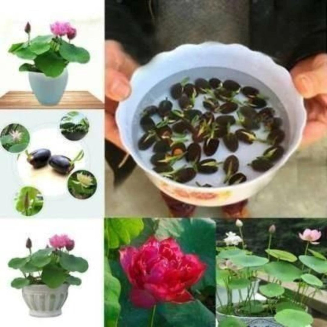 A collage of images showing various stages of lotus flower growth. Top image depicts a mature lotus flower in a vase with water, surrounded by smaller images of the same flower in different stages of growth.