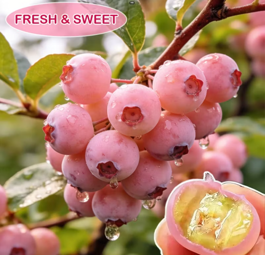 Pink berries on a branch with a close-up of a halved berry, labeled 'Fresh & Sweet'.
