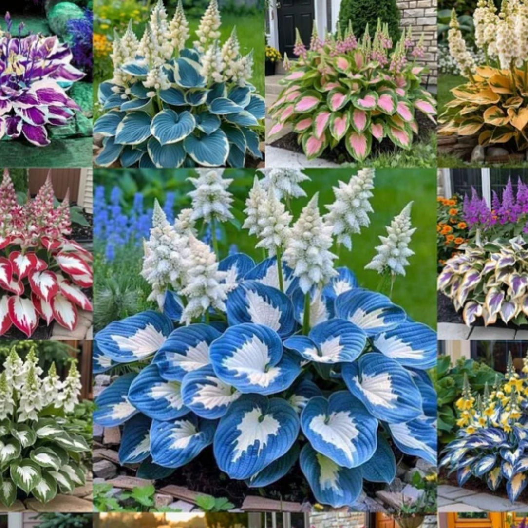Collage of various hosta plants with different leaf patterns and colors.