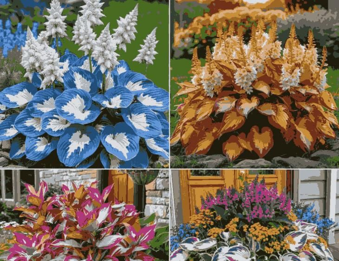 Collage of four images showing different colored hosta plants.
