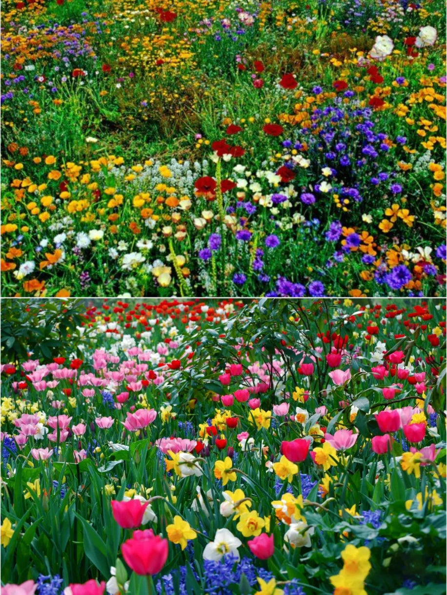 Two images of colorful flower fields with a mix of wildflowers and tulips.