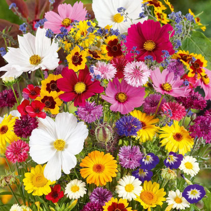 Bouquet of colorful flowers including daisies, marigolds, and cosmos.