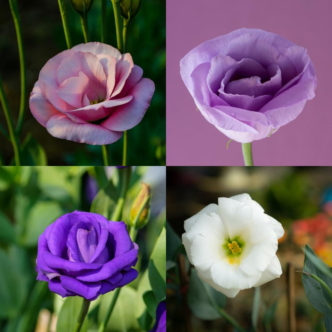 Four different colored flowers displayed in a grid against various backgrounds.