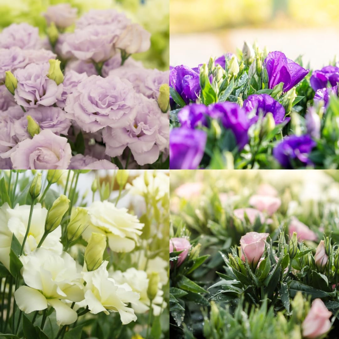 Collage of four different flower bouquets in purple, green, white, and pink.