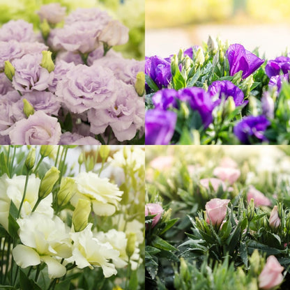 Collage of four different flower bouquets in purple, green, white, and pink.
