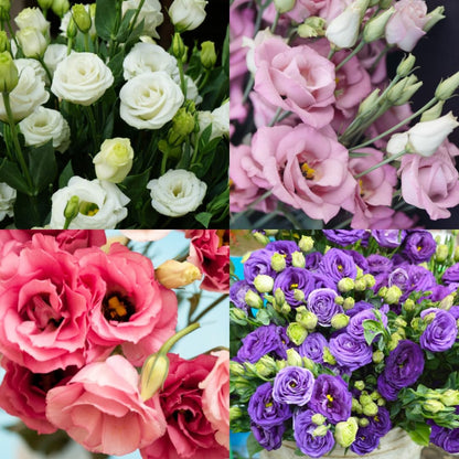 Collage of four different colored flower bouquets: white, pink, red, and purple.