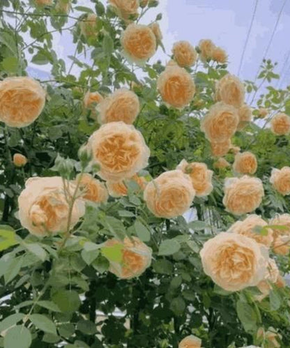 Yellow flowers with green leaves on a blurred background