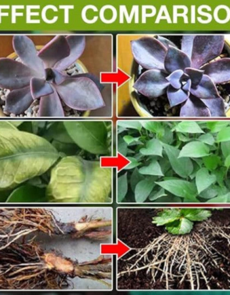 Comparison of plant health and root system before and after treatment.