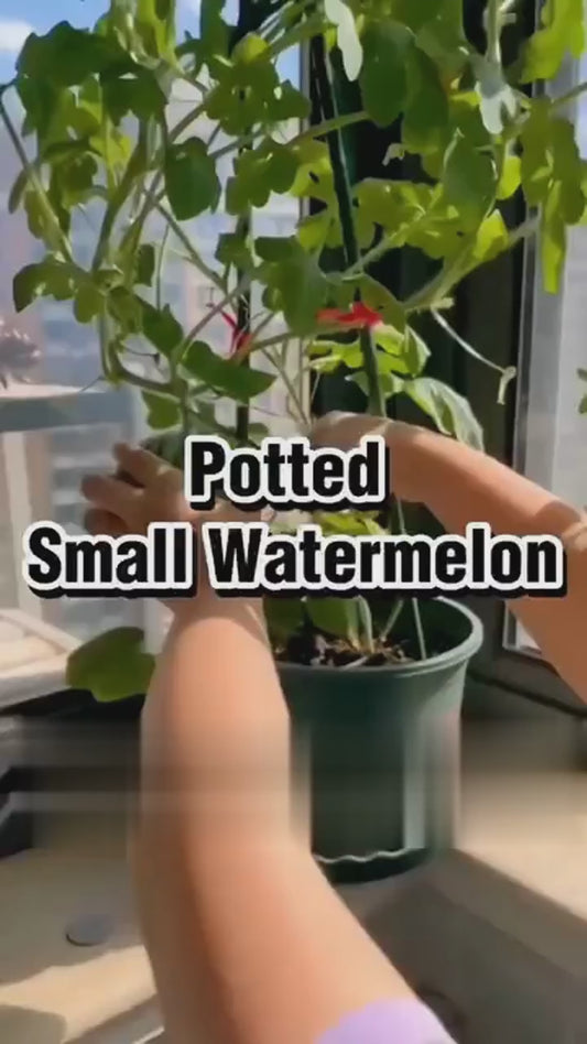 Potted small watermelon seeds .